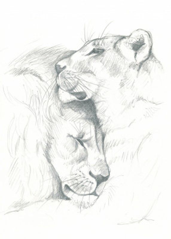 Lion Serenity