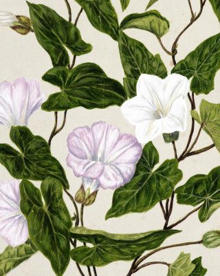 Bindweed Pohu By Sarah Featon (1848–1927)