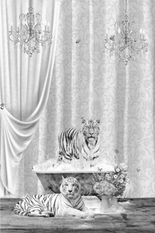 White Tigers &amp; Bubbles Black &amp; White