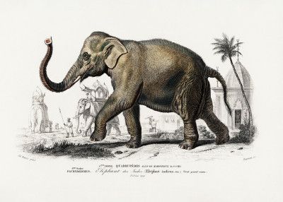 Asiatic Elephant