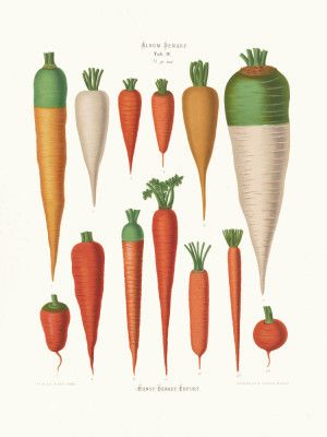 Carrots From Album Benary (1876 1886) By Ernst Benary