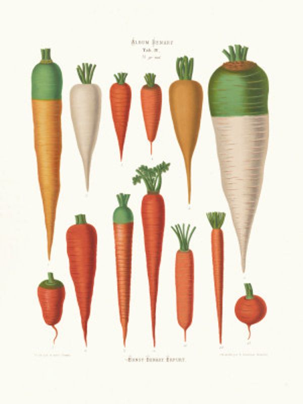Carrots From Album Benary (1876 1886) By Ernst Benary