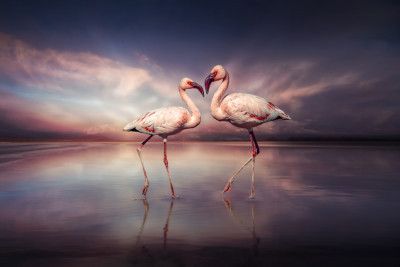 FlamingoLove