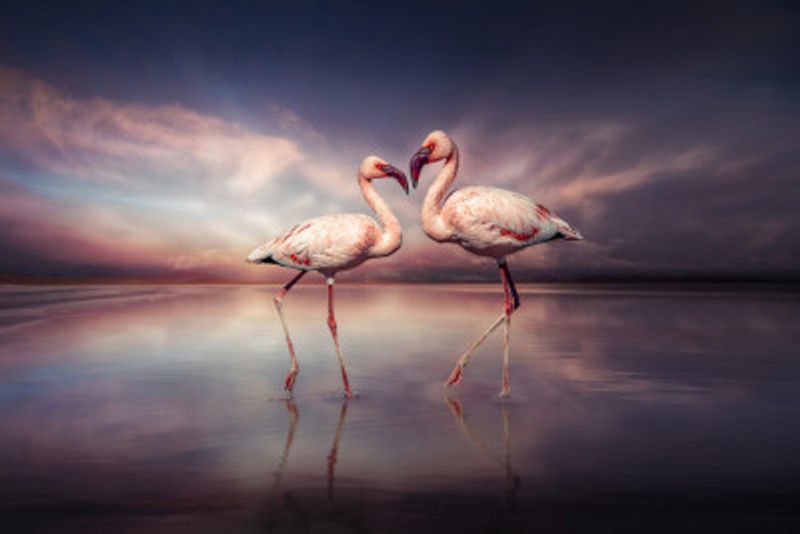 FlamingoLove
