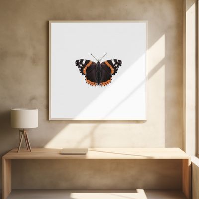 Red Admiral