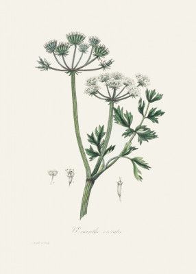 Water Dropwort (onanthe Grocata) Medical Botany