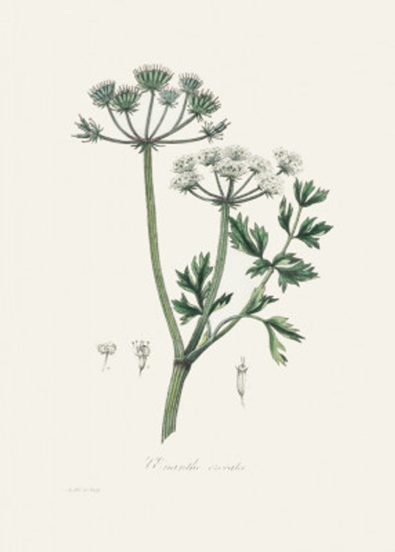 Water Dropwort (onanthe Grocata) Medical Botany