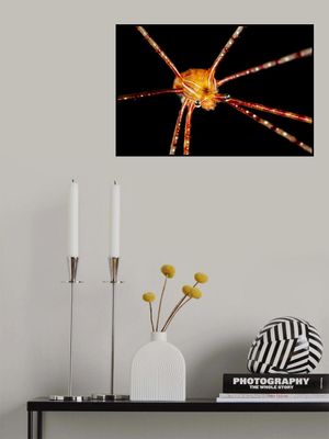 Spider squat lobster