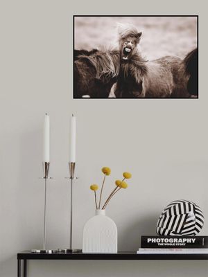 Laughing Horse  Wild Horses Iceland