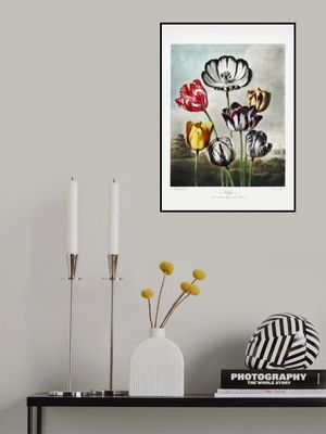 Tulips from The Temple of Flora (1807)
