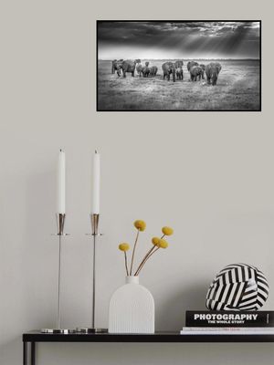 Breakfast with pachyderms