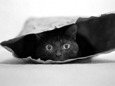 Cat in a bag