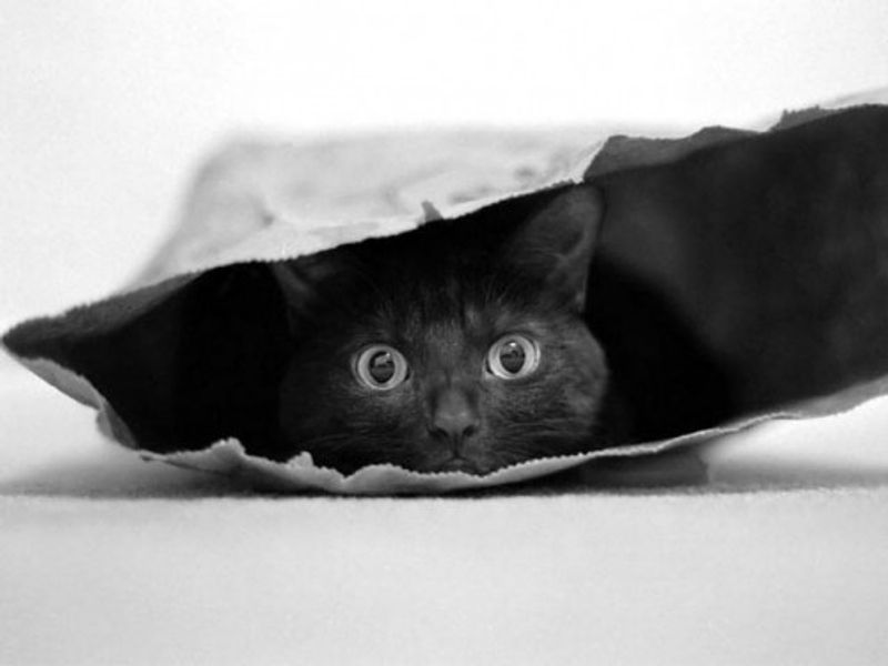 Cat in a bag