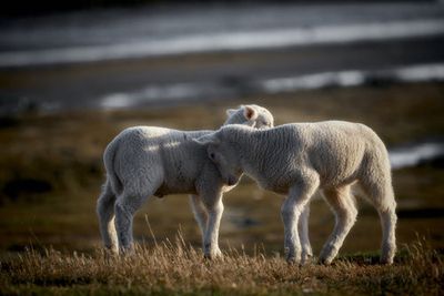Lamb Friends