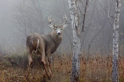 White-tailed buck - In the autumn fog