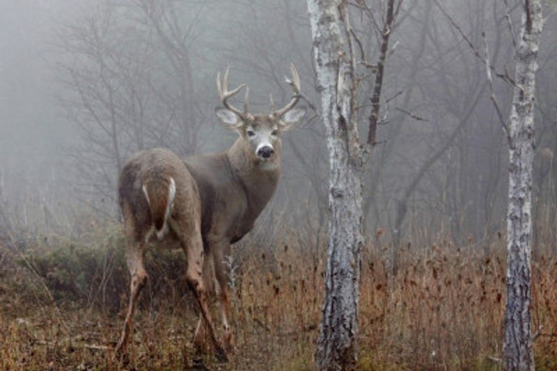 White-tailed buck - In the autumn fog