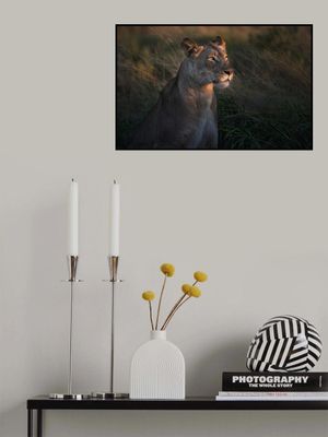 Lioness at first day ligth