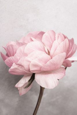 Peony