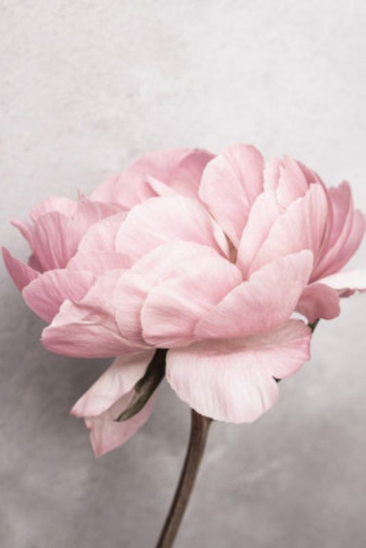 Peony