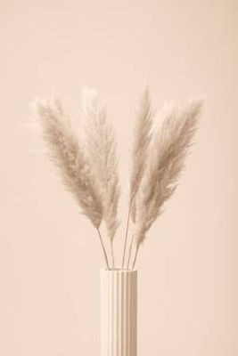 Pampas Grass Beige 11