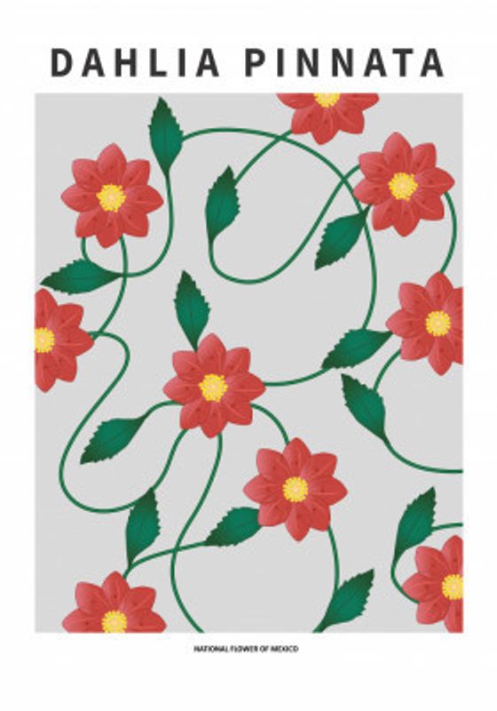 Dahlia  - National flower of Mexico