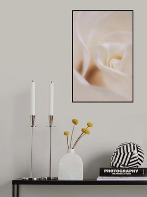 Soft Dreamy White Rose