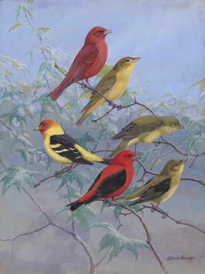 Tanagers By Allan Brooks