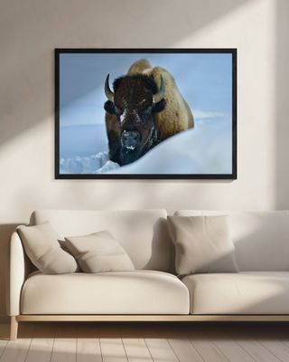 WINTER BISON