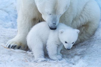 Polar bear portrait