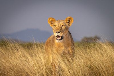 Golden lioness in the golden light of morning.  Masai Mara, Kenya