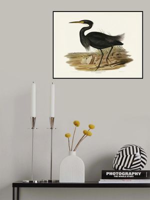 Sombre Egret