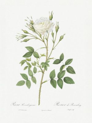 Rose of Rosenberg, Les Roses (1817–1824)