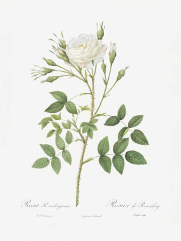 Rose of Rosenberg, Les Roses (1817–1824)