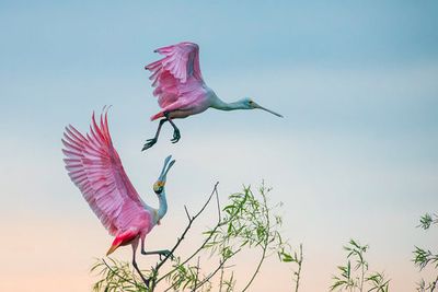 Rosy pair (Roseate Spoonbills)