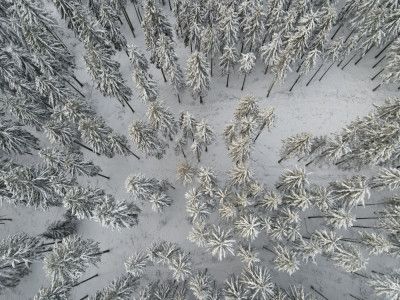 Snow Covered Trees 3