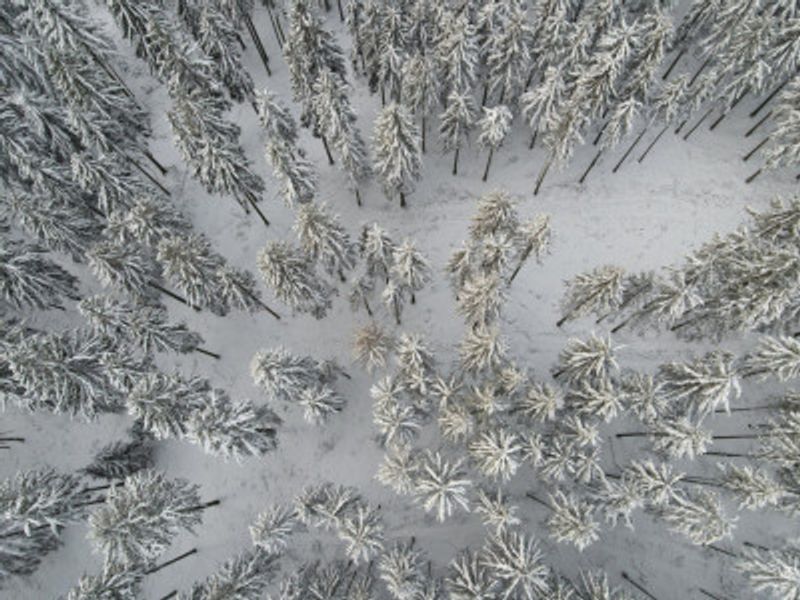 Snow Covered Trees 3
