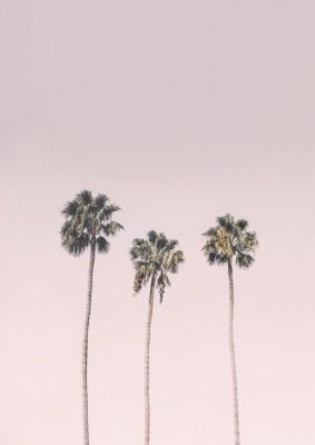 Palms On Pink