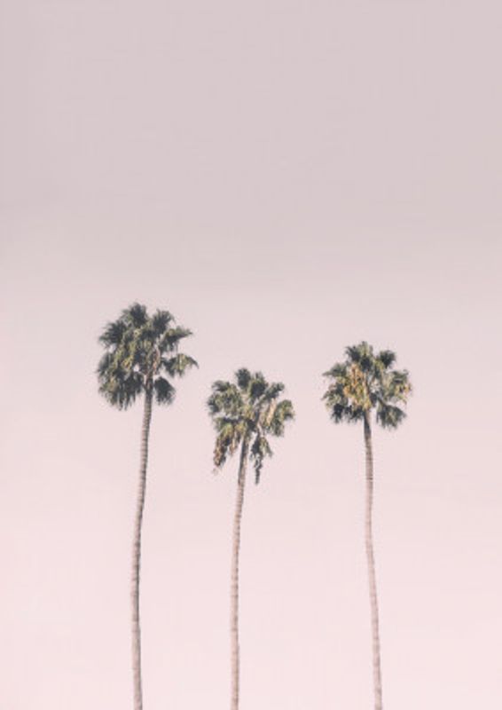 Palms On Pink