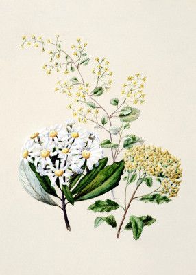 Senecio Drawn By Sarah Featon (1848–1927)