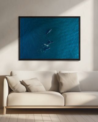 Arabian Humpback Whale