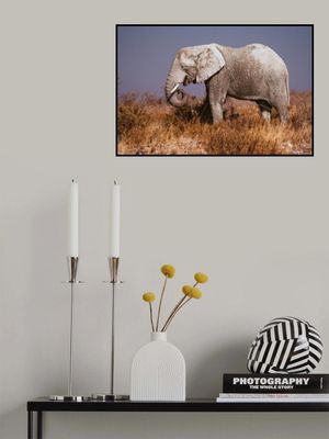 Elephant in Etosha