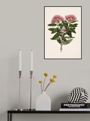 Pohutukawa   Metrosideros Tomentosa Drawn By Sarah Featon (1848–1927)