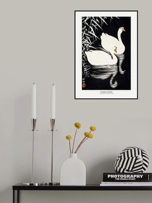 White Chinese Geese Swimming by Reeds