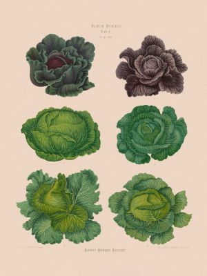 Cabbages From Album Benary (1876 1886) By Ernst Benary