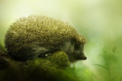Hedgehog