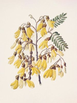 Kowhai Drawn By Sarah Featon (1848–1927)