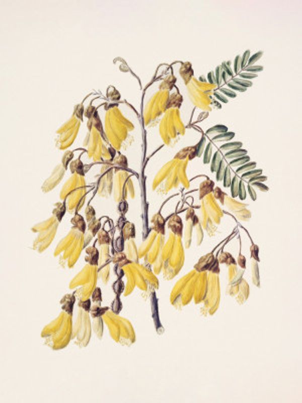 Kowhai Drawn By Sarah Featon (1848–1927)
