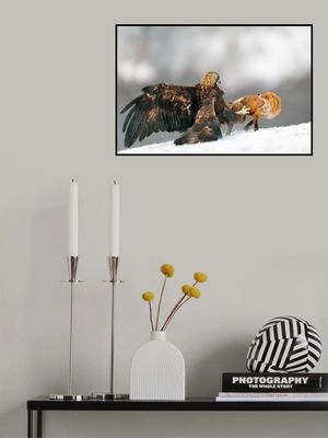 Golden eagle and Red fox