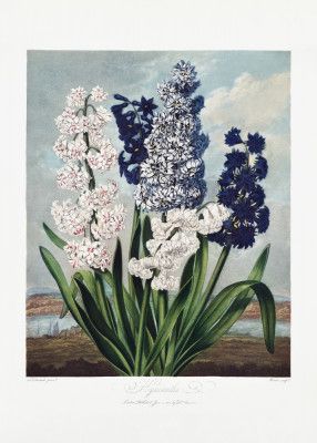 Hyacinths from The Temple of Flora (1807)