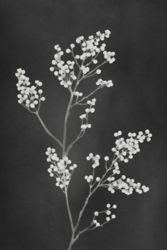 Monograph Black Flowers